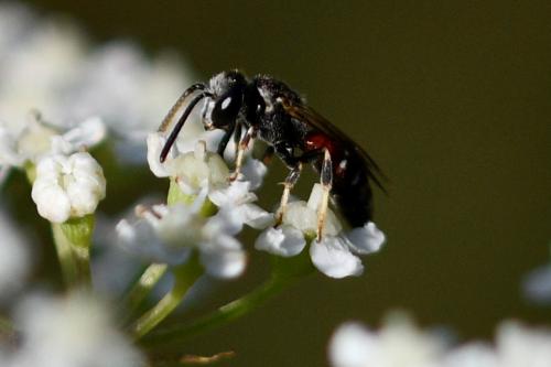 Réf. 246 127 : Lasioglossum interruptum
